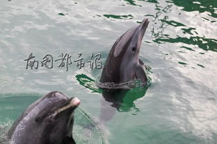 海豚怎么繁殖,什么时候繁殖