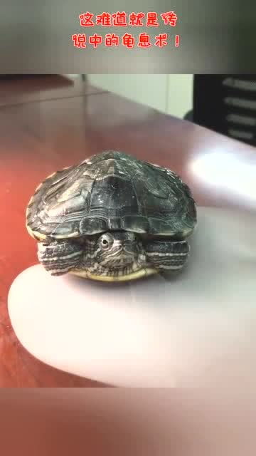 什么是龟息养生法