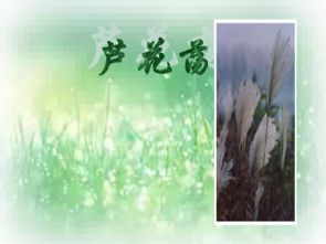 芦花荡读后感