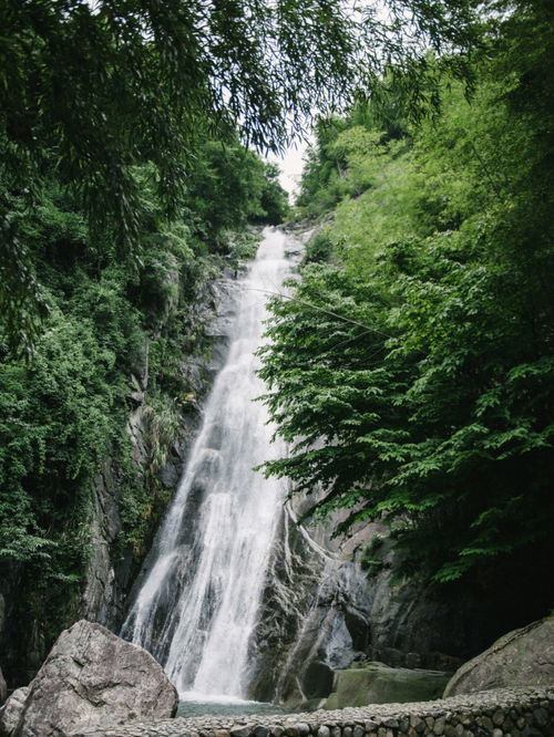 梦见穿过树林