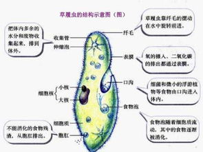 初中草履虫结构图，草履虫结构图怎么画