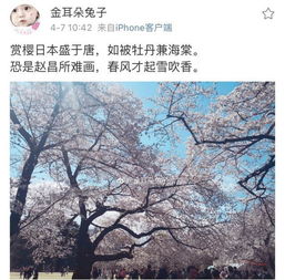 古人赞美樱花的诗句有哪些?