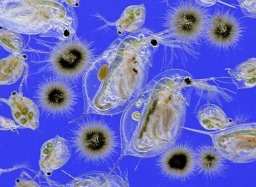 浮游生物是什么