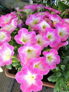 petunias，Petunia洁癖