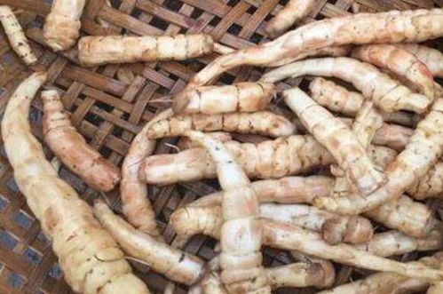 泽兰根的功效与作用，泽兰根的作用和功效