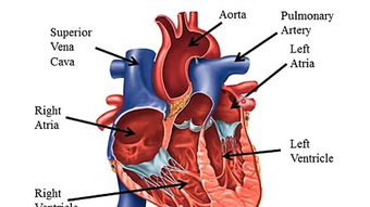 anatomy怎么记忆，anatomy360