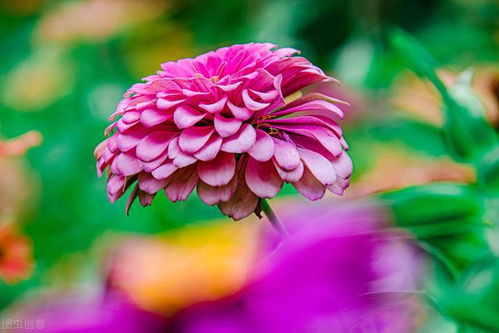花一开满就相爱，花一样的村谣读后感