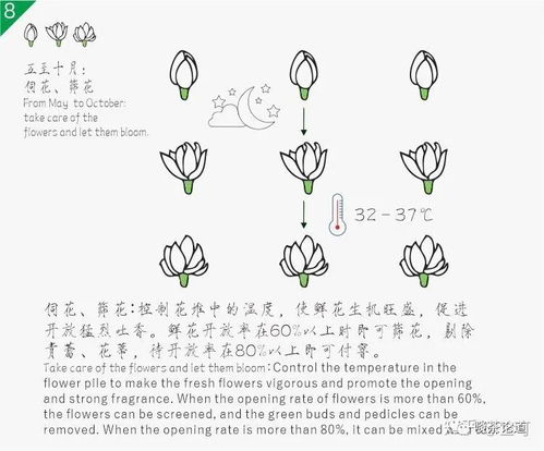 茉莉读音