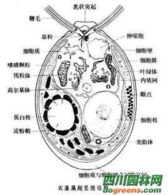 衣藻是真核生物吗为什么，衣藻属于真核还是原核