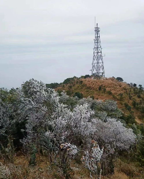 江流宛转绕芳甸的芳甸是什么意思，江流宛转绕芳甸下一句