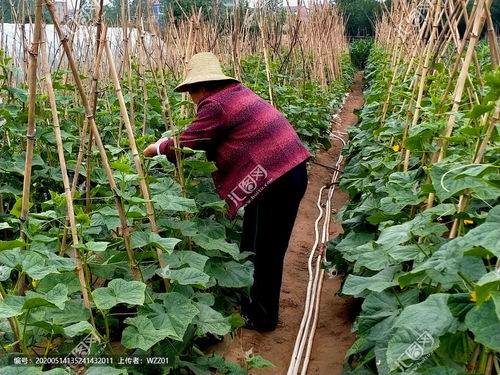 菜农是什么意思，菜农阅读答案