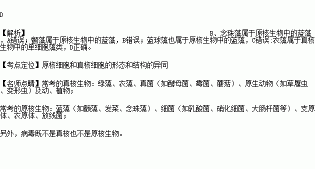 衣藻是真核生物吗