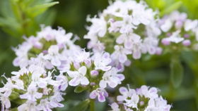 thymus gland