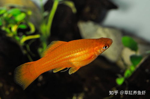 红剑鱼好养不，红剑鱼寿命