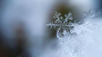 每当雪花纷纷飘落是什么歌名怎么读，每当雪花纷纷飘落是什么歌表达的情感