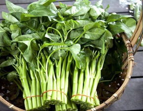 竹叶菜知识介绍?