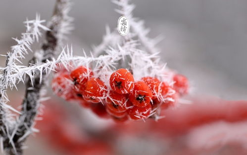 霜降是什么季节的节气