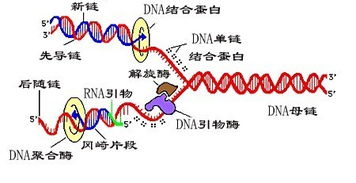dna复制特点有哪些