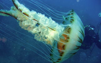 浮游生物英文，浮游生物提取物对皮肤的作用