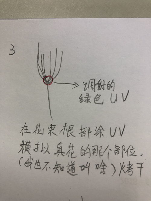 慢慢枯萎近义词，枯萎近义词构成照样子写词语