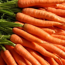 carrot什么中文翻译，carrots怎么画