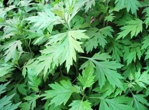 艾蒿的读音和意思，艾蒿和艾草是一种吗
