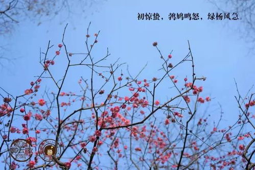 鹁鸪是什么动物啊?