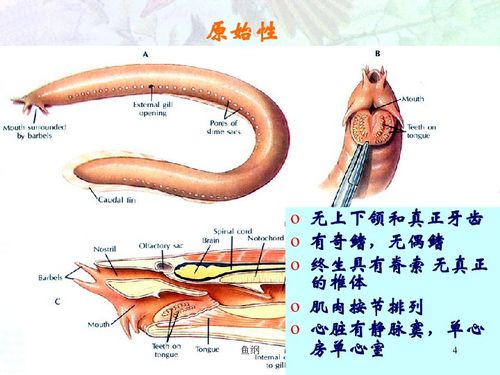 脊椎动物有什么