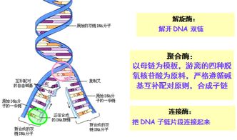 简述原核生物dna复制特点，DNA复制特点两个