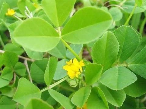 衰草的意思