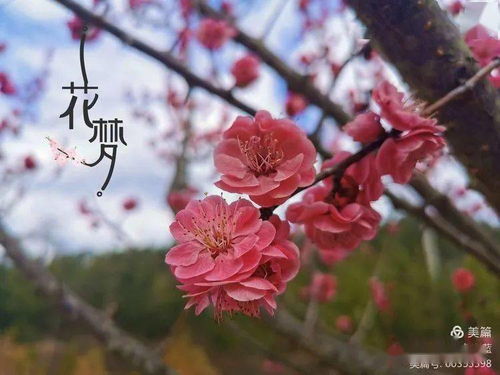 律回岁晚冰霜少是什么意思，律回岁晚冰霜少春到入间草木知什么意思