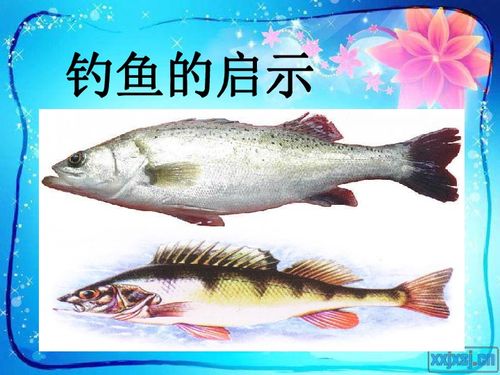钓鱼的启示阅读理解及答案，钓鱼的启示中父亲是一个怎样的人