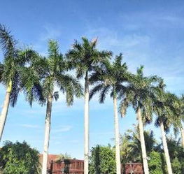 大王椰全屋定制多少钱一平方，大王椰生态板价格表