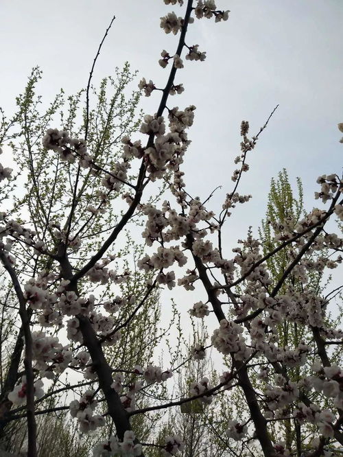 春寒料峭是什么意思