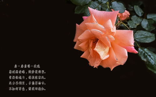 唐 唐彦谦葡萄的译文