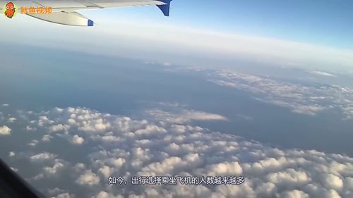 什么长什么飞