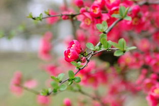花红柳绿造句