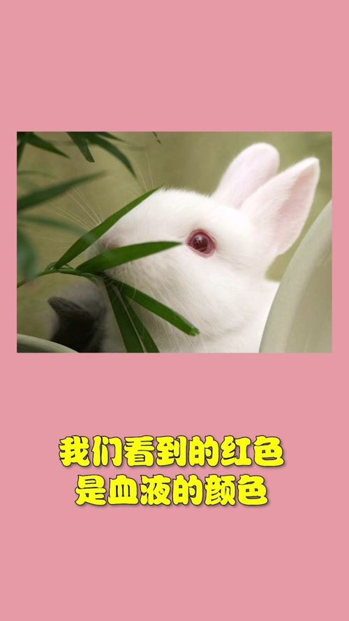 白兔红是什么，红兔子白兔子2020