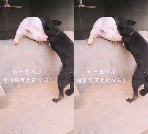 猪朋狗友是什么意思