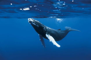 whale怎么读音