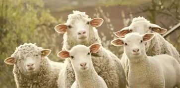 sheep可数还是不可数用加s吗，单复数同形的名词