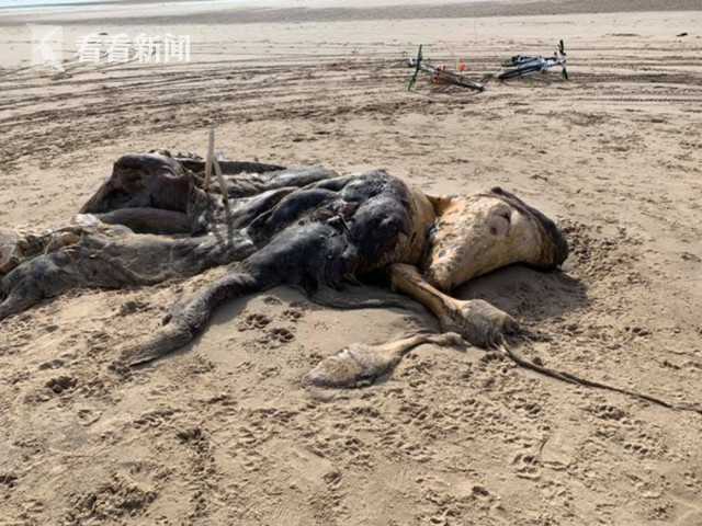 腐烂的意思，腐烂国度