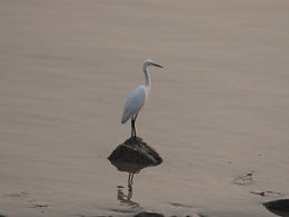 petrel 石油软件认证 是什么?