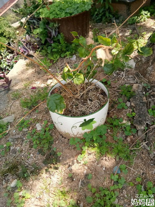 生机勃勃的造句二年级，生机勃勃怎么造句词语
