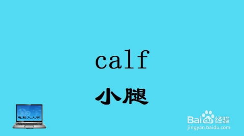 炸鸡腿的英语单词，腿的英语单词复数怎么写