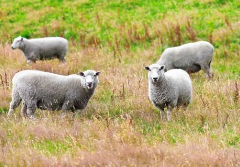sheep可数吗?