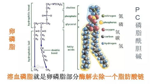磷脂酶c水解甘油磷脂的产物之一
