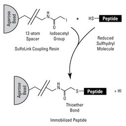 covalent bond组成既问题