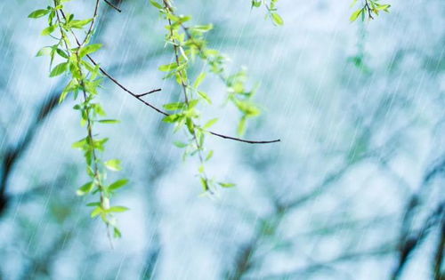 春雨绵绵的意思 春雨绵绵的解释