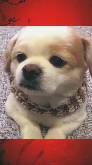 狗子是什么意思